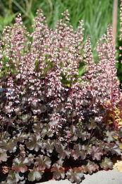  Rockies Black ( ) 226