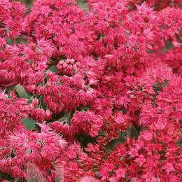  Mat forming habit Deep Rose 56