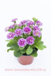 ������� Pollyanna Pink Fountain 49