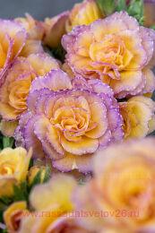  Pretty Polly Blushing Peach 56