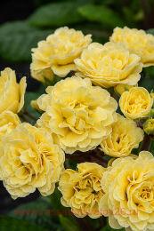  PRETTY POLLY Buttercream 54