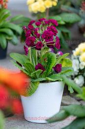  pretty polly burgundy 71