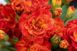  Pretty Polly Tropical 64