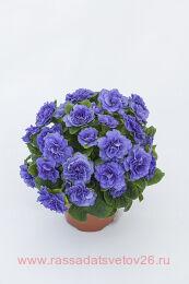  BELARINA 'Blue Bird' 63