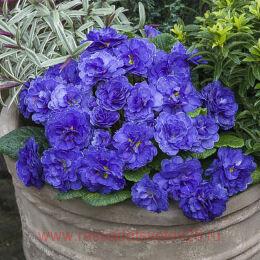  Prima Belarina Ocean Blue 70