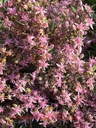 Sedum Rose 51