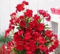  Sundaville Classic Burgundy Red 1