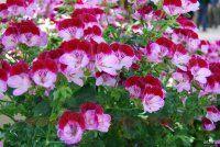   Angel Tip Top Duet 8