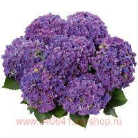   Curly&#174; Sparkle Blue Purple 93