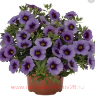  Aloha Kona Tiki Blue Sky 54