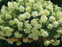  Tumbelina Susanna yellow 30