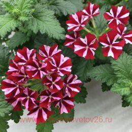  Samira Deep Red Star 27