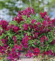    Candy Showers Purple 4