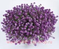  STREAM Deep lavander 2