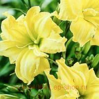  Hemerocallis Double Yellow 2