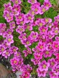 ���������� ������� Pixie Rose 19