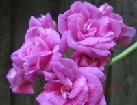 ���������� ���-������ Blue Spring 101