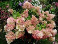    &#171;Phantom&#187; 12