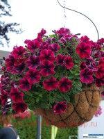  Sweetunia Suzie Storm 52