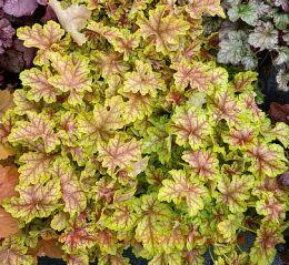  World Caff&#233; Melange