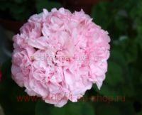 ���������� �������� Bold Diamond Wedding 0