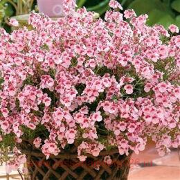  My Darling Appleblossom 4