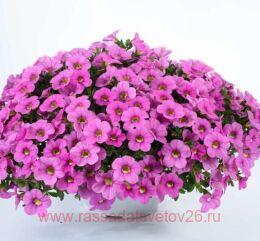  Colibri Pink Flamingo 