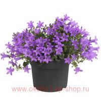  CAMPALA&#174; IRIS 3