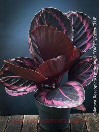 ������� Calathea Dottie 18