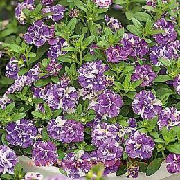 ���������� Calita Double Blue Splash 52