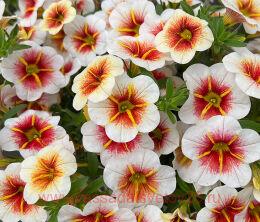  Calitastic Cappuccino 