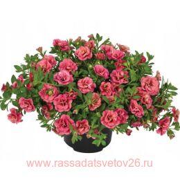  Can-Can Rosies Apricot 67