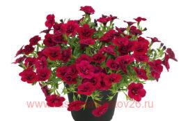 ���������� UNIQUE Double Velvet Red 51