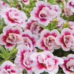 ���������� Calita Double Pink Bicolour 22