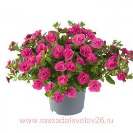  Can-Can Rosies Rose 38