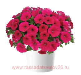  CASCADIAS Fuchsia 20