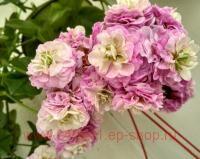 ���������� ������������ PAC Viva Carolina 92