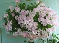 ��������� ����� Quantrock May 19