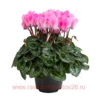  SuperSerie&#174; Odora neon flamed 3