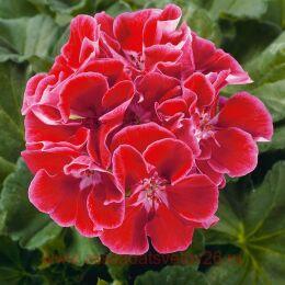 ����������� Spanish Wine BURGUNDY 100