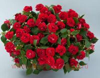  Musica Elegant Red 10