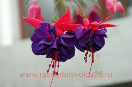  GIANT FLOWERS Maori Maid 68