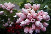   Emma fran bengtsbo 57