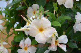   Sundaville Soft Peach 18