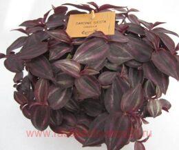    ( Chocolate Hill) 16