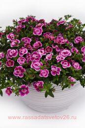  Celebration Double Rose 17