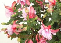  BELLA FUCHSIA&#174; Bianca 55