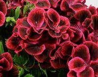   IRTA Novita Classic&#174; Raspberry 52