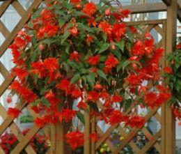  Belleconia Hot Orange 1