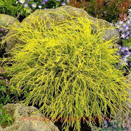 ����������� ������������� ������� (Sungold) 14